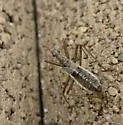 Nabis nigrovittatus - photo 2