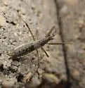 Nabis nigrovittatus - photo 3
