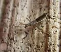Nabis nigrovittatus - photo 4