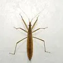Nabis propinquus - photo 2