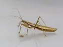 Nabis propinquus - photo 3