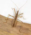 Nabis propinquus - photo 4