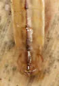 Nabis propinquus - photo 5