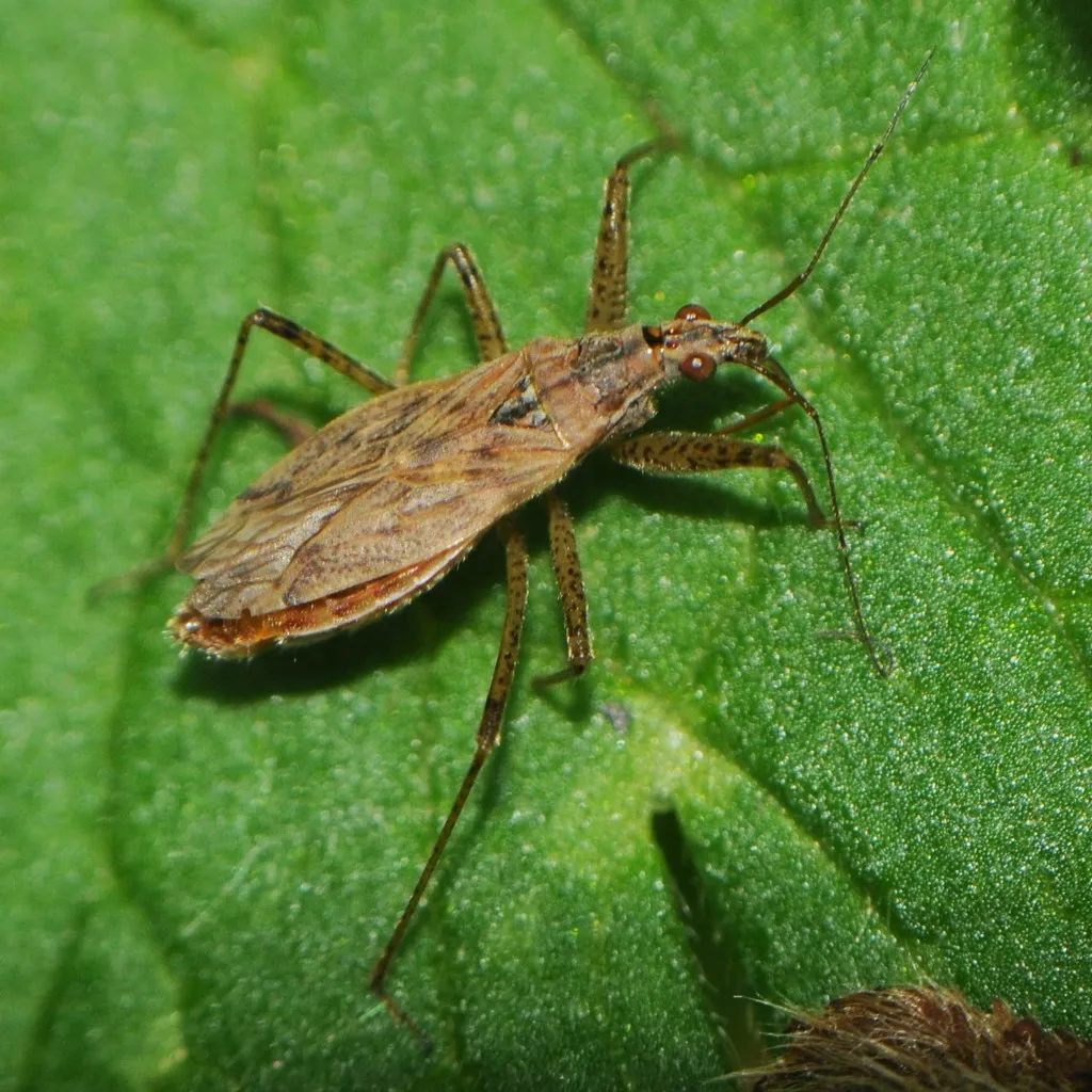 Nabis roseipennis