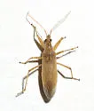 Nabis sp-one-ariz - Nabis sp-one-ariz
