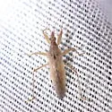 Nabis sp-one-ariz - photo 2