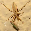 Nabis sp-one-ariz - photo 3