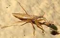Nabis sp-one-ariz - photo 4