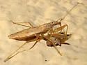 Nabis sp-one-ariz - photo 5