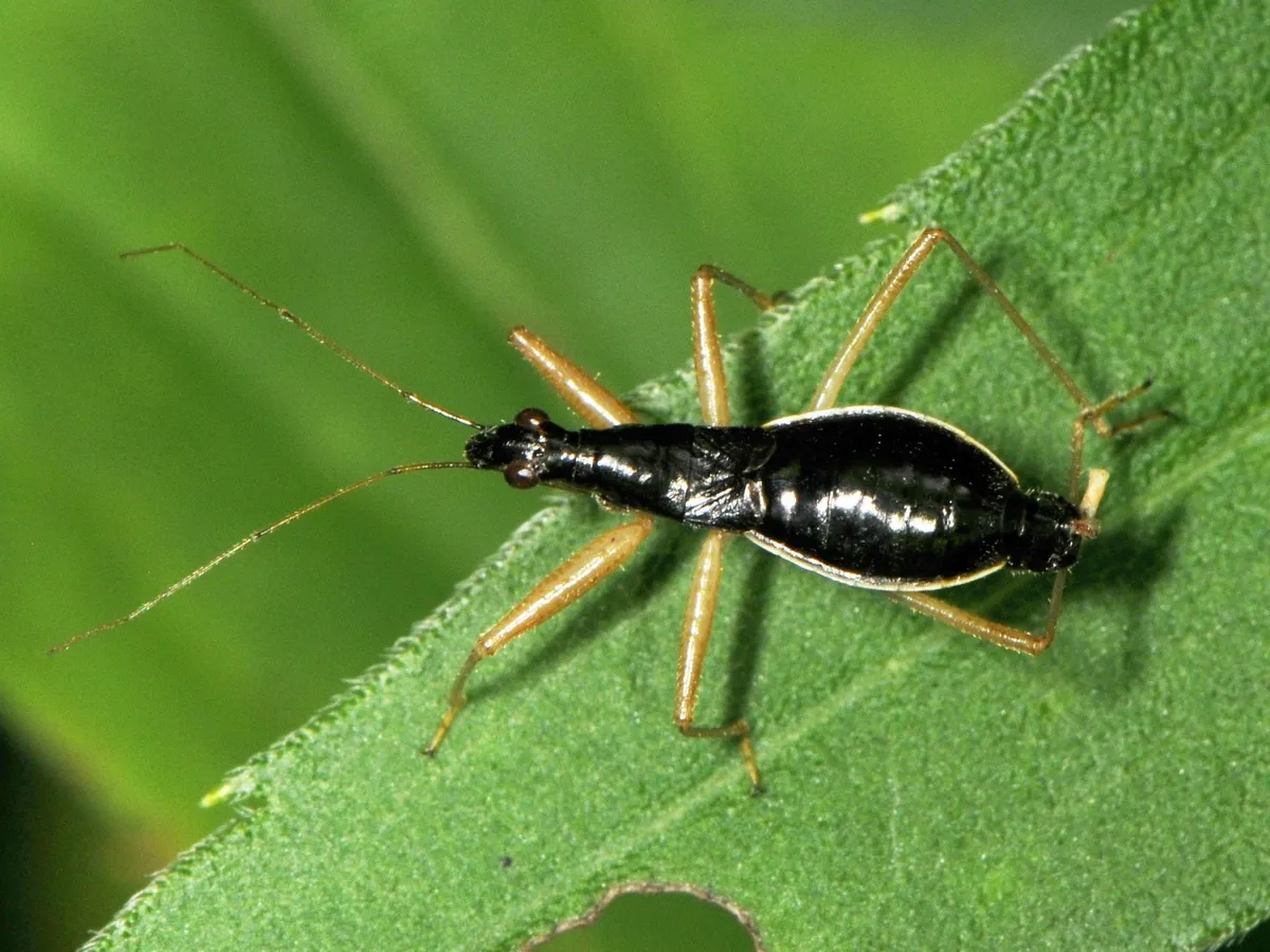 Black Damsel Bug - photo 3