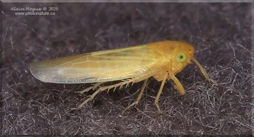 Nabiya flavalis