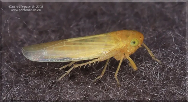 Nabiya flavalis - photo 2