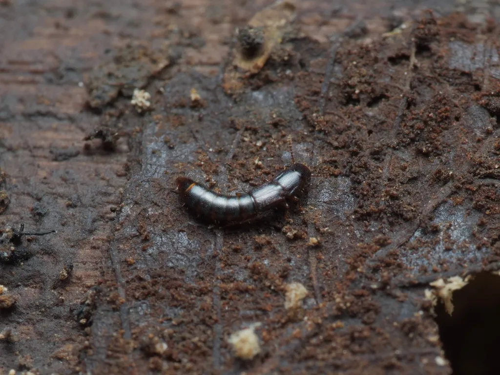 Nacaeus tenuis - photo 2