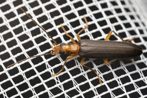 Nacerdes carniolica