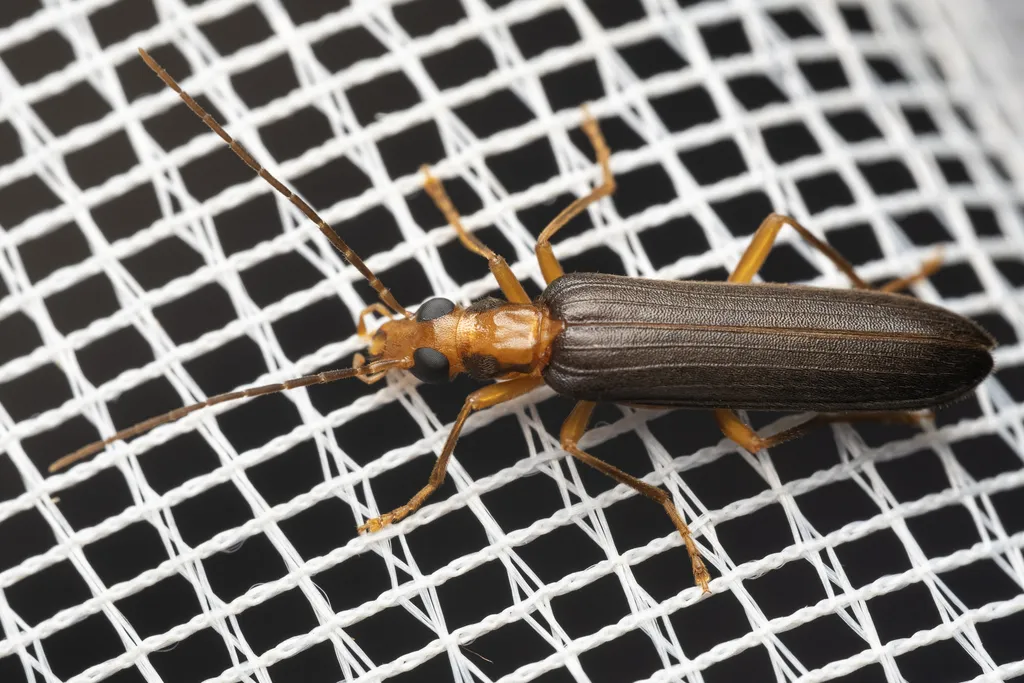 Nacerdes carniolica - photo 2