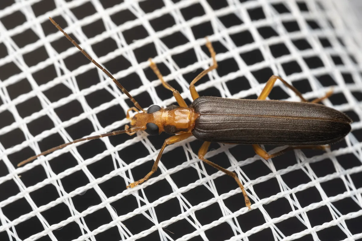 Nacerdes carniolica - photo 3