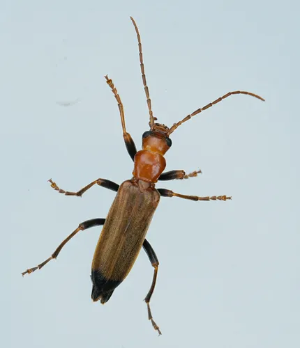 Wharf Borer