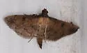 Nacoleia charesalis - Hodges#5178.5 - photo 4