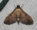 Nacoleia charesalis - Hodges#5178.5 - photo 5