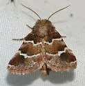 Nacopa bistrigata - Hodges#9827
