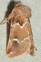 Nacopa bistrigata - Hodges#9827 - photo 2