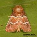 Nacopa bistrigata - Hodges#9827 - photo 3