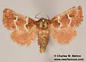 Nacopa bistrigata - Hodges#9827 - photo 4
