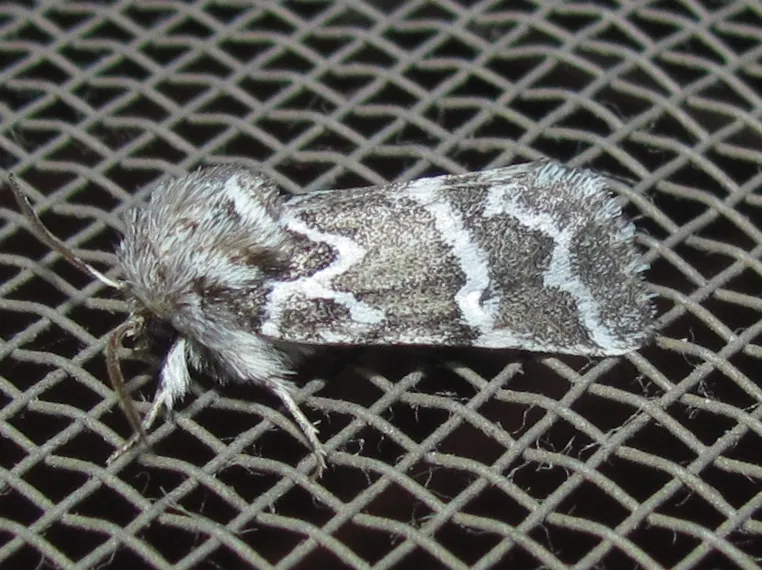 Nacopa melanderi - Hodges#9828 - photo 2