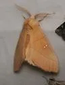 Nadata anastomosa - Hodges#7915.1 - photo 3