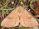 Nadata oregonensis - Hodges#7916 - Nadata oregonensis