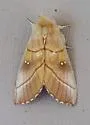 Nadata oregonensis - Hodges#7916 - photo 2
