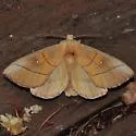 Nadata oregonensis - Hodges#7916 - photo 4