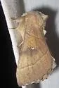 Nadata oregonensis - Hodges#7916 - photo 5