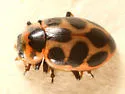 Seaside Lady Beetle