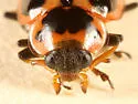 Seaside Lady Beetle - photo 2