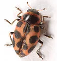 Seaside Lady Beetle - photo 3