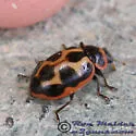 Seaside Lady Beetle - photo 4