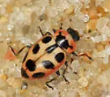 Seaside Lady Beetle - photo 5