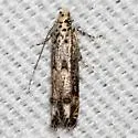 Naera fuscocristatella - Hodges#1767 - photo 2