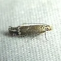 Naera fuscocristatella - Hodges#1767 - photo 3