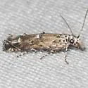 Naera fuscocristatella - Hodges#1767 - photo 4