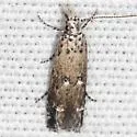 Naera fuscocristatella - Hodges#1767 - photo 5