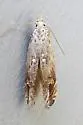 Naera nr. fuscocristatella - Hodges#1767.01 - photo 2