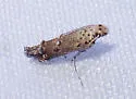 Naera nr. fuscocristatella - Hodges#1767.01 - photo 3