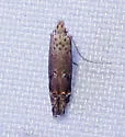 Naera nr. fuscocristatella - Hodges#1767.01 - photo 4