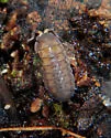 Dwarf Gray Striped Isopod