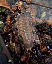 Dwarf Gray Striped Isopod - photo 2