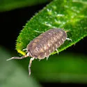 Dwarf Gray Striped Isopod - photo 3