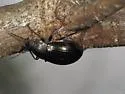Nalassus aereus - Nalassus aereus