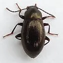 Nalassus aereus - photo 2